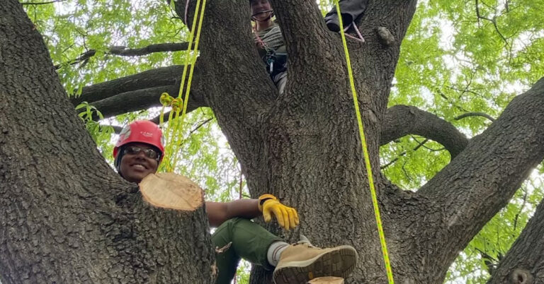 Students learning tree-climbing skills in an urban forestry course