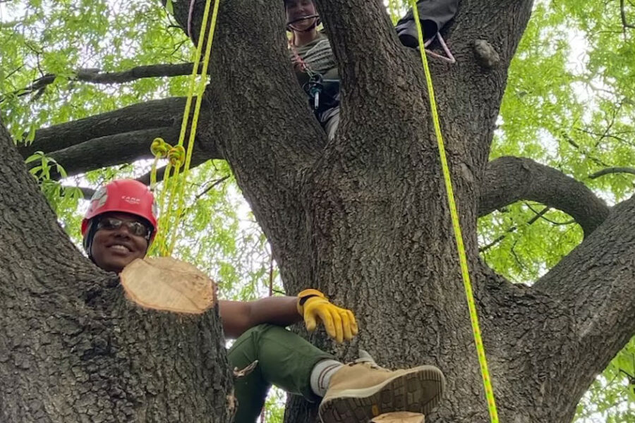Students learning tree-climbing skills in an urban forestry course