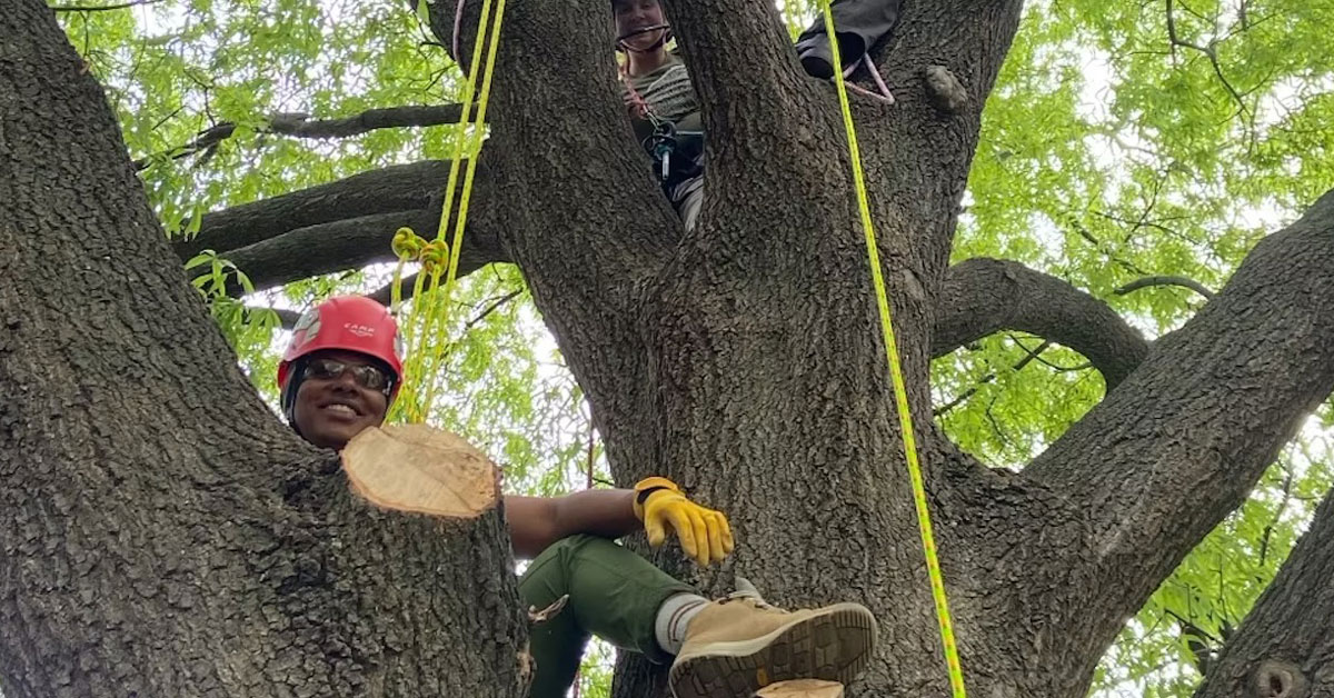 Students learning tree-climbing skills in an urban forestry course